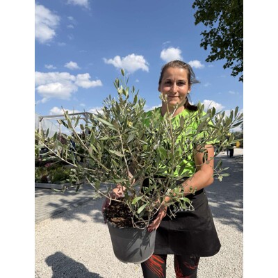 Olivovník európsky (Olea europaea) – majestátny strom Stredomoria
