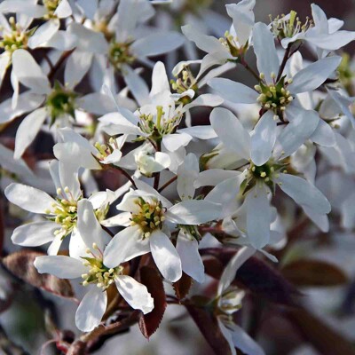 Muchovník vajcovitý (Amelanchier ovalis) – odolný európsky ker
