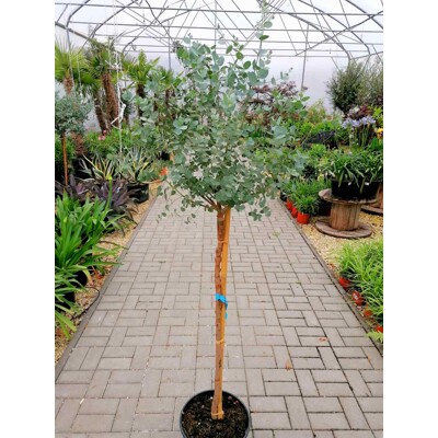 Eukalyptus gunniho - Eucalyptus gunnii -na 80/90cm kmeni