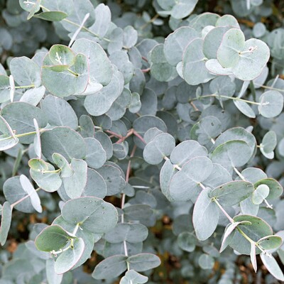 Eukalyptus gunniho – Strieborno-modrý voňavý stromček