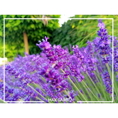 Levanduľa ´Hidcote Blue Strain´ – intenzívne fialová a voňavá