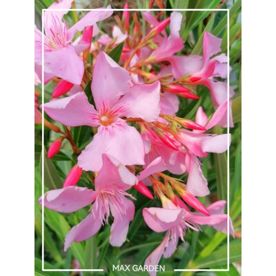 Oleander obyčajný – luxusný stredomorský ker na slnečnú terasu