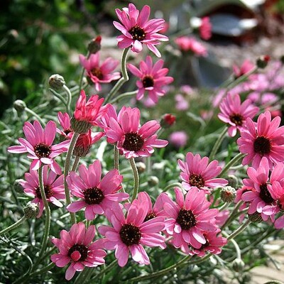 Rhodanthemum ´Zagora Pink´ – ružová marocká sedmokráska