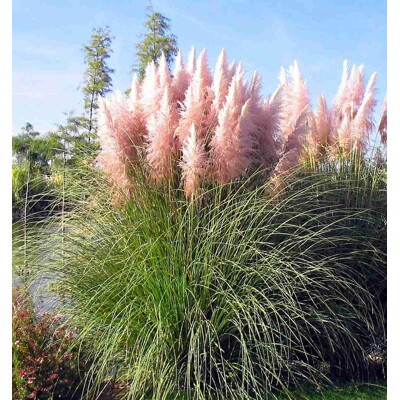 Pampová tráva - Cortaderia selloana ´Rose Plume´