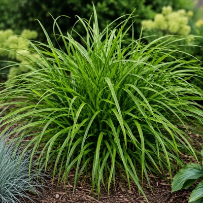 Ostrica vtáčonohá ´Irish Green´ – stálozelená smaragdová tráva