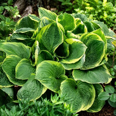 Hosta ´Christmas Tree´ – robustná dvojfarebná tieňomilná trvalka