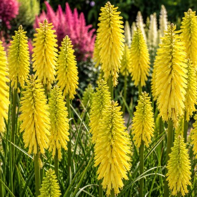 Kniphofia ´Lemon Popsicle´ – citrónovo-žltá fakľa do záhrady