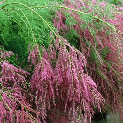Tamariška - Tamarix ´Pink Cascade´ - 120/140cm
