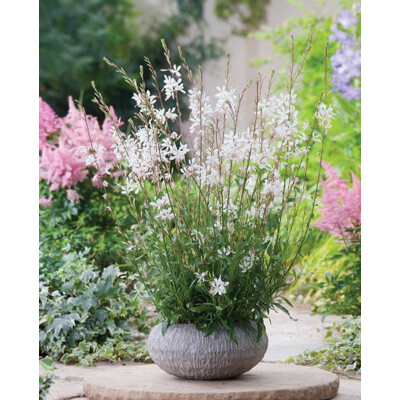 Gaura Lindheimerova ´Elurra´ – elegantná snehobiela trvalka