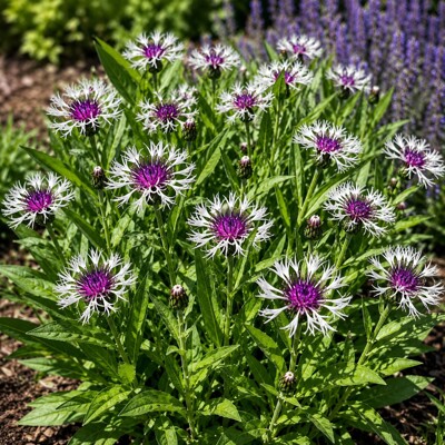 Centaurea montana ´Amethyst Dream´
