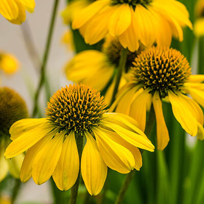Echinacea purpurová ´Lakota Yellow´ – žiarivá žltá kompaktná trvalka