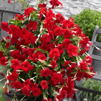 Mandevila červená (Mandevilla hybrida) – prenosná liana na terasu