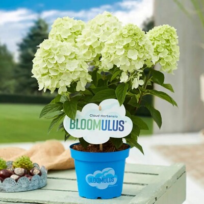 Balkónová hortenzia metlinatá ´Bloomulus Fluffa´ – limetkovo-biela trpasličia kráska