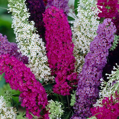 Buddleja davidii 'Tricolor'