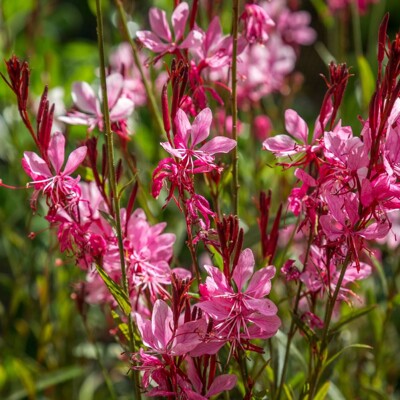 Gaura lindheimeri ´Siskiyou Pink´ – vzdušná ružová trvalka