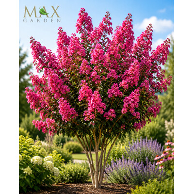 Myrta krepová-Lagerstroemia indica Seabum 50/70 Co 3,5l