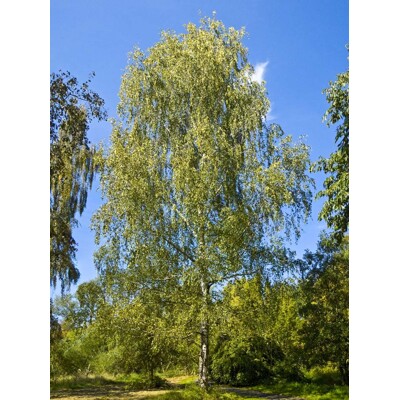 Breza previsnutá  Betula pendula  Rýchlorastúci solitér s bielou kôrou  maxgarden.sk