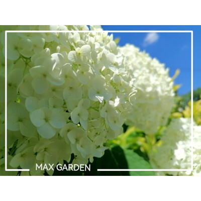 Hortenzia stromčekovitá - Hydrangea arborescens 'Annabelle' -20/30cm