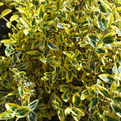 Bršlen Fortunov ´Emerald 'n Gold´ – žlto-zelený vždyzelený ker