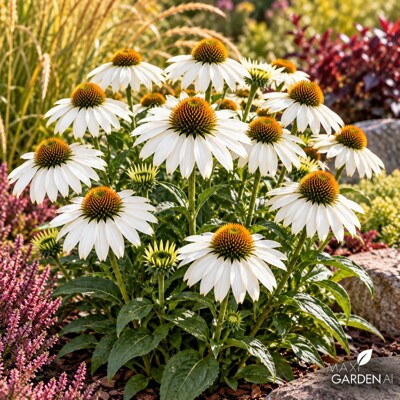 Echinacea purpurová ´Lakota Orange®´ – oranžová kvitnúca trvalka
