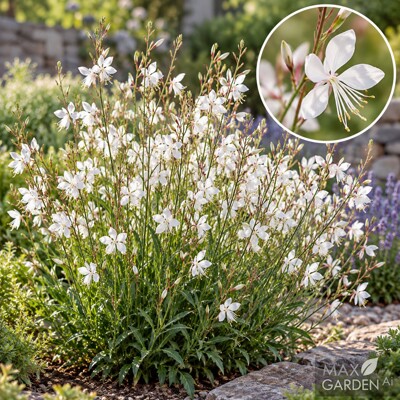 Gaura ´Snowbird´ – Gaura lindheimeri | biele kvety celé leto