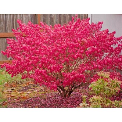 Bršlen krídlatý – Euonymus alatus | ohnivočervené jesenné listy