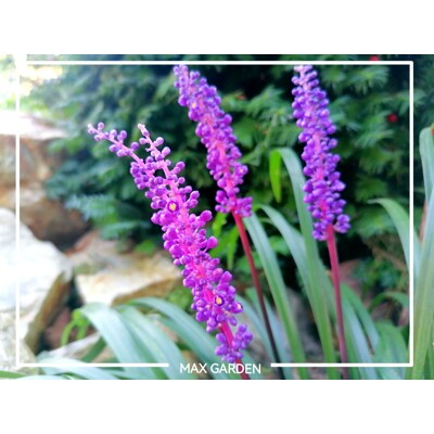 Liriope ´Purple Passion´ – tmavofialová liriopa do polotieňa
