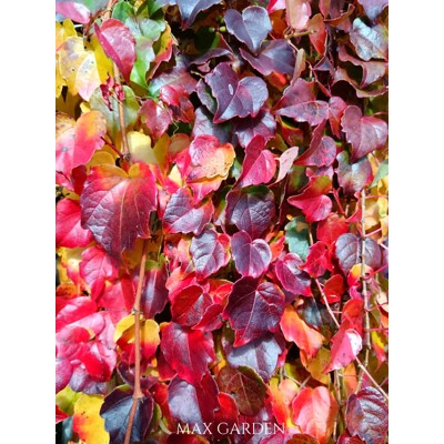 Pavinič trojlaločný ´Veitchii´ – Parthenocissus | samopnúca popínavka