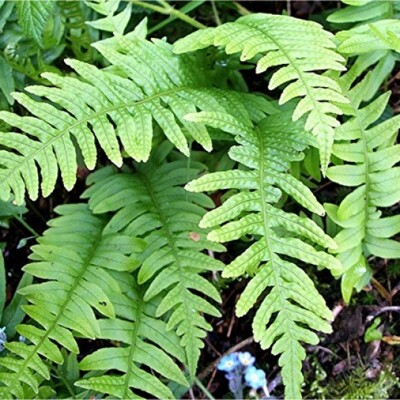 Papraďovec ozbrojený – Polystichum munitum | vždyzelená papraď