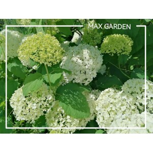 Hortenzia stromčekovitá - Hydrangea arborescens 'Annabelle' - 20/30cm