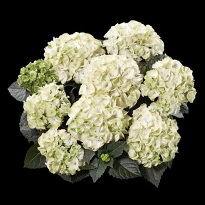 Hortenzia kalinolistá - Hydrangea macrophylla 'Caipirinha'® Veľkosť: BS , K4