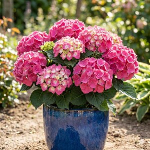Hortenzia kalinolistá - Hydrangea macrophylla 'Freudenstein'  - 25/30cm