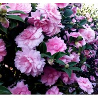 Kamélia Japonská ružová - Camellia japonica - ružová Co15L
