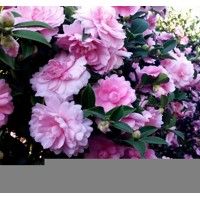 Kamélia Japonská ružová - Camellia japonica - ružová Co15L