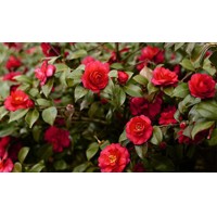 Kamélia Japonská červená  - Camellia japonica 'Princess Bachiocchi'