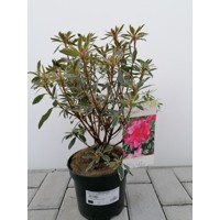 Azalka japonská - Azalea japonica 'SILVER SWORD' Co2.5L 20/30