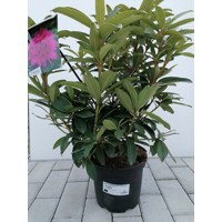 Rododendrón - Rhododendron  'Anah Kruschke'  Veľkosť: 40-60 ,  K10