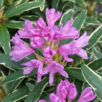 Rododendrón - Rhododendron  'Variegatum'  Veľkosť: 25-30 , K3