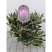 Rododendrón - Rhododendron  'Variegatum'  Co3L 25/30