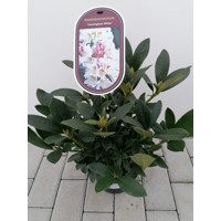 Rododendrón - Rhododendron ´Cunningham White´  Veľkosť: 30+ ,  K3