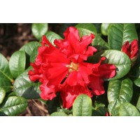 Rododendrón - Rhododendron ´Scarlet Wonder´ Co2,5L 20/30