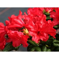 Rododendrón - Rhododendron ´Scarlet Wonder´ Co2,5L 20/30