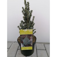 Smrek biely - Picea glauca ´Sanders Blue´ Co2L  20/30