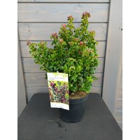 Leucothoe axillaris 'Curly Red'  20/30 Co2,5L