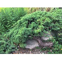 Borievka poliehavá - Juniperus procumbens Nana  20/30  Co2,5L