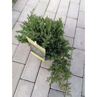 Borievka poliehavá - Juniperus procumbens Nana  20/30  Co2,5L