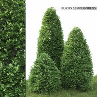 Krušpán vždyzelený - Buxus sempervirens pyramida  Veľkosť: 50-60 , K5