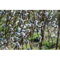Vŕba rakytová - Salix caprea Kilmarnock Pendula  Veľkosť: 120km , K5