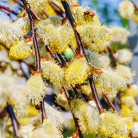 Vŕba rakytová - Salix caprea Kilmarnock Pendula  Veľkosť: 120km , K5