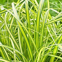 Ostrica ošimenská - Carex Oshimensis Eversheen